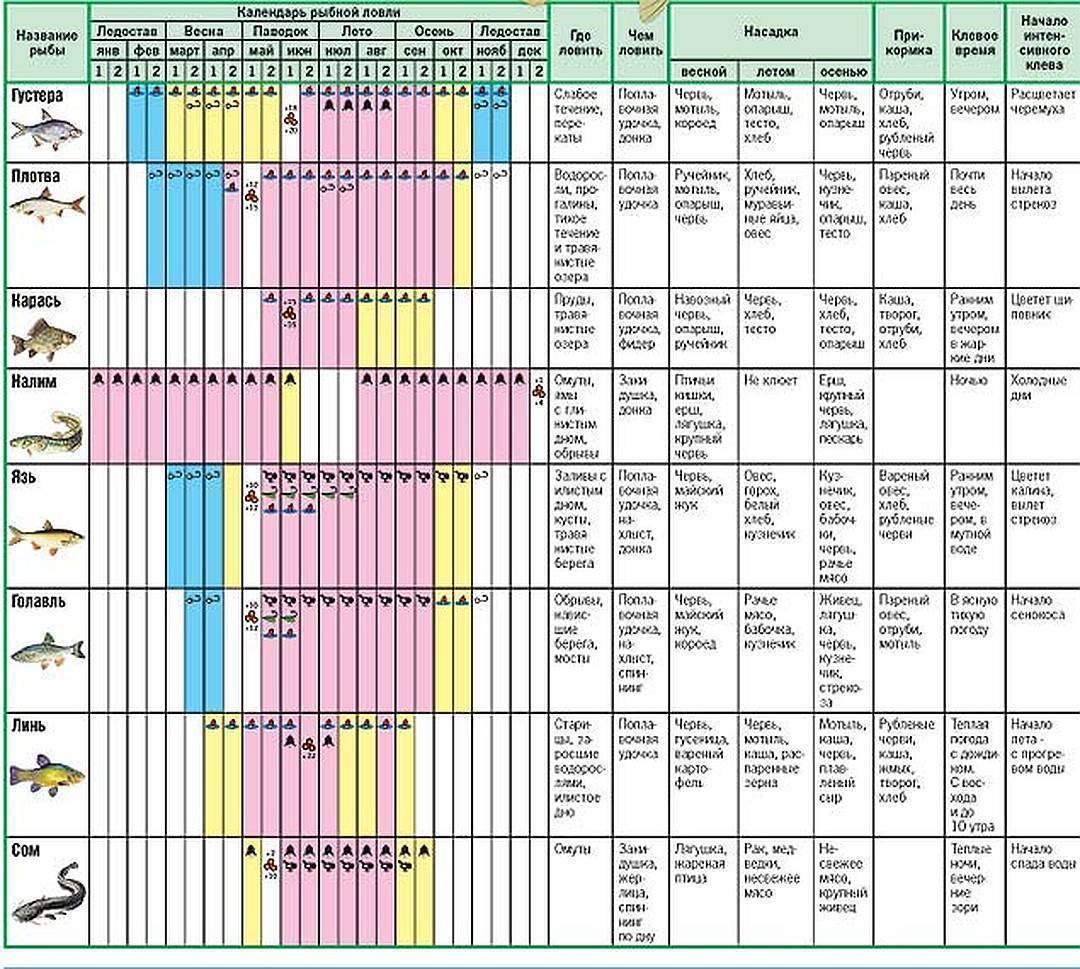 Какая рыба клюет весной. Таблица нерестового периода. Таблица когда клюет рыба. Таблица нереста пресноводных рыб. Календарь лова рыбы на год.