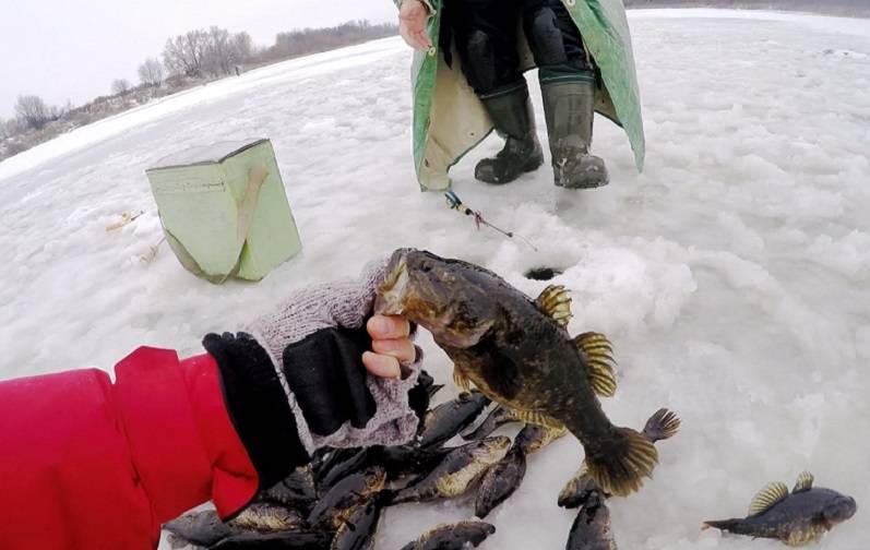 Ловля щуки зимой на жерлицы: рыбалка на живца