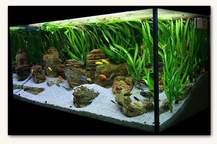 Как в домашних условиях выращивать водоросли для аквариума?