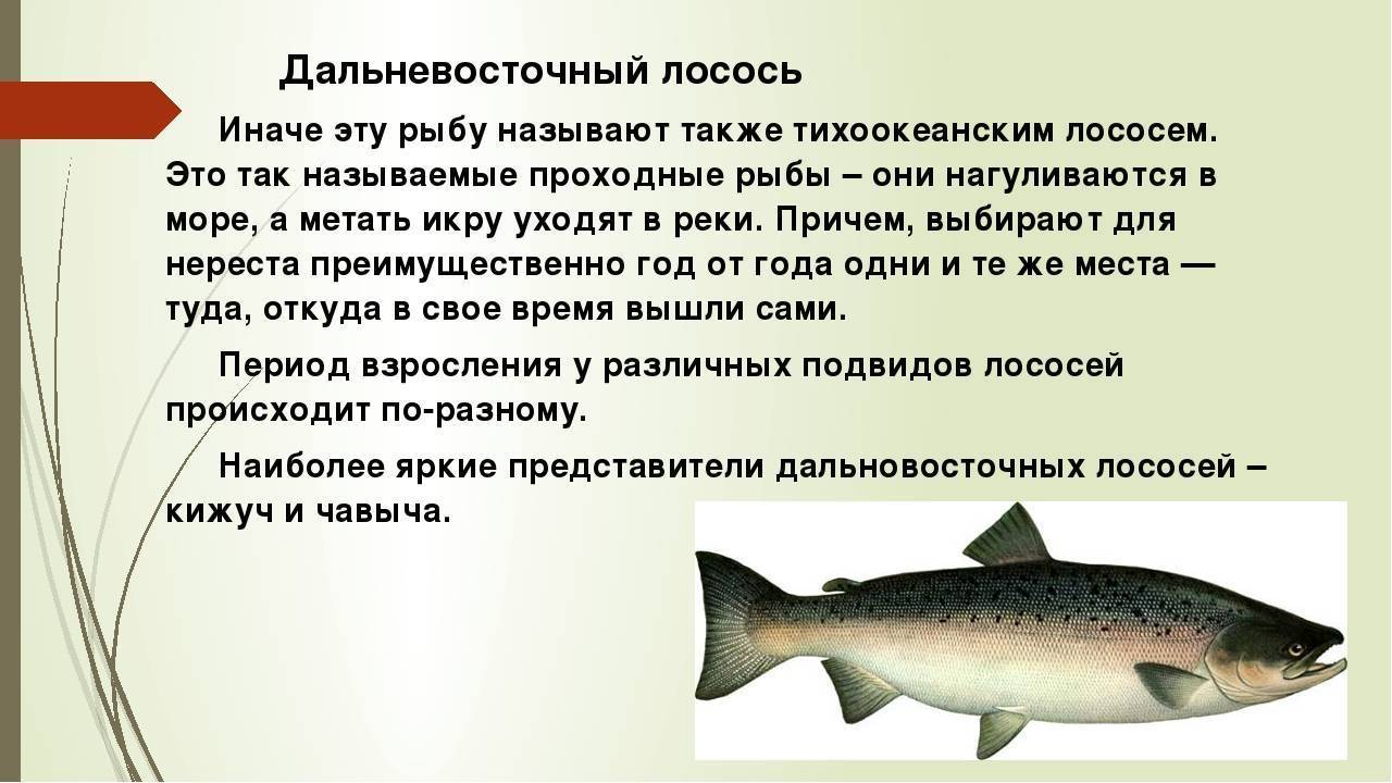 Лососевая рыба 7. Горбуша семейство лососевых. Лососевые рыбы описание. Дальневосточные лососевые рыбы. Сообщение про лососевых рыб.