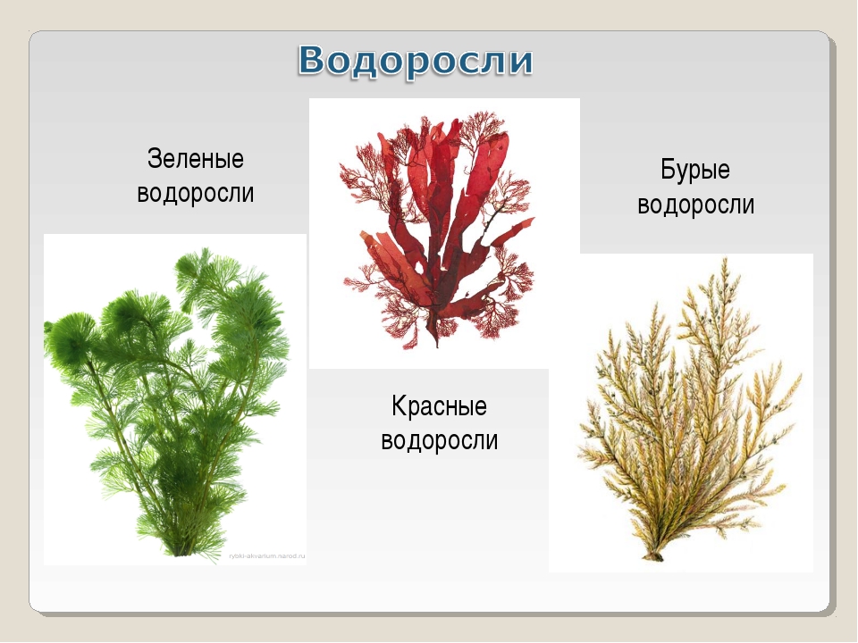 Водоросли картинки с названиями