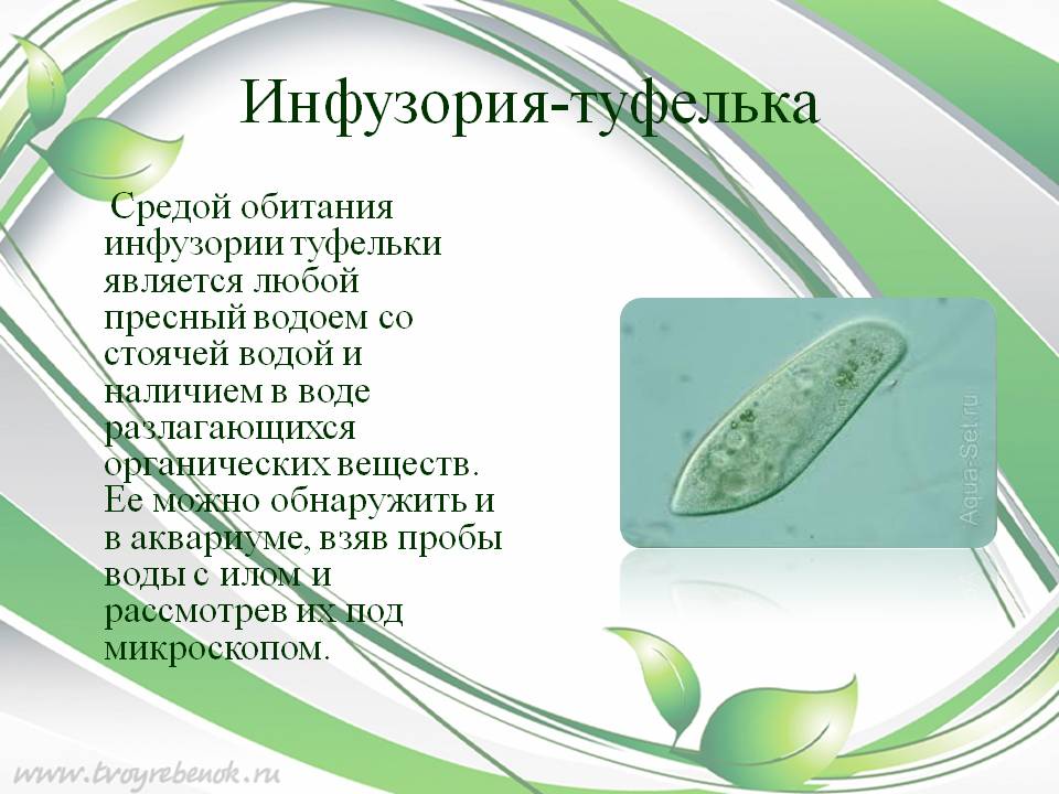Инфузория туфелька: строение, форма тела, обитание - yachist.ru