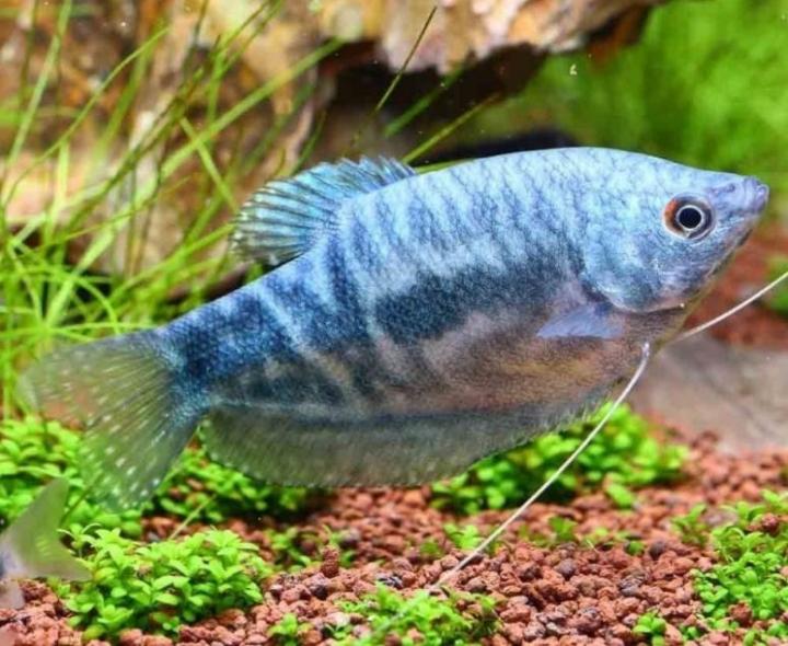 Гурами рыбка. особенности, питание и содержание гурами в аквариуме