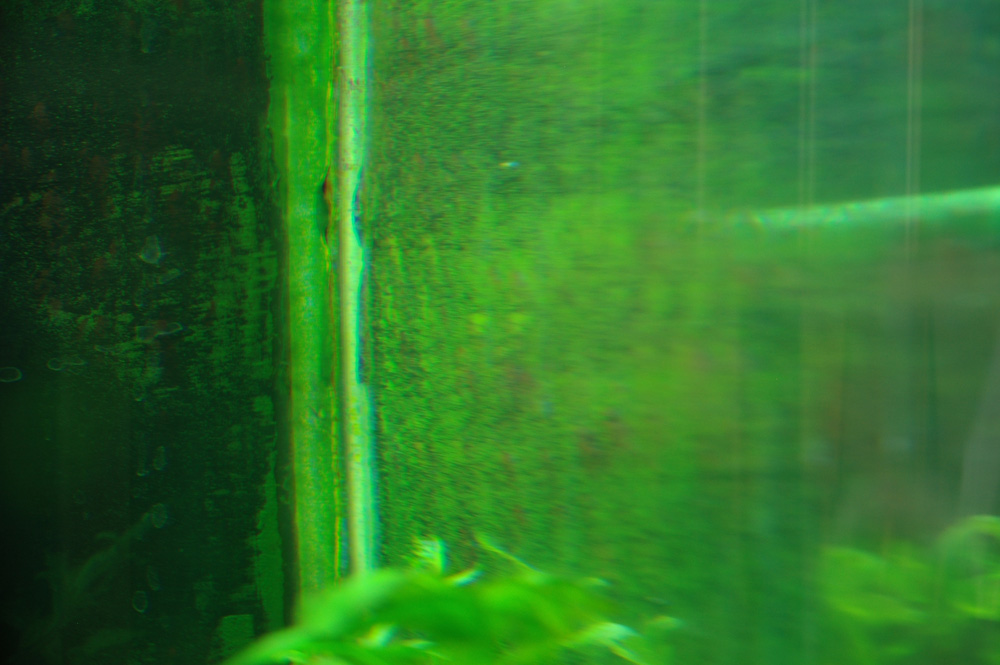 Что делать, если в аквариуме зеленеет вода