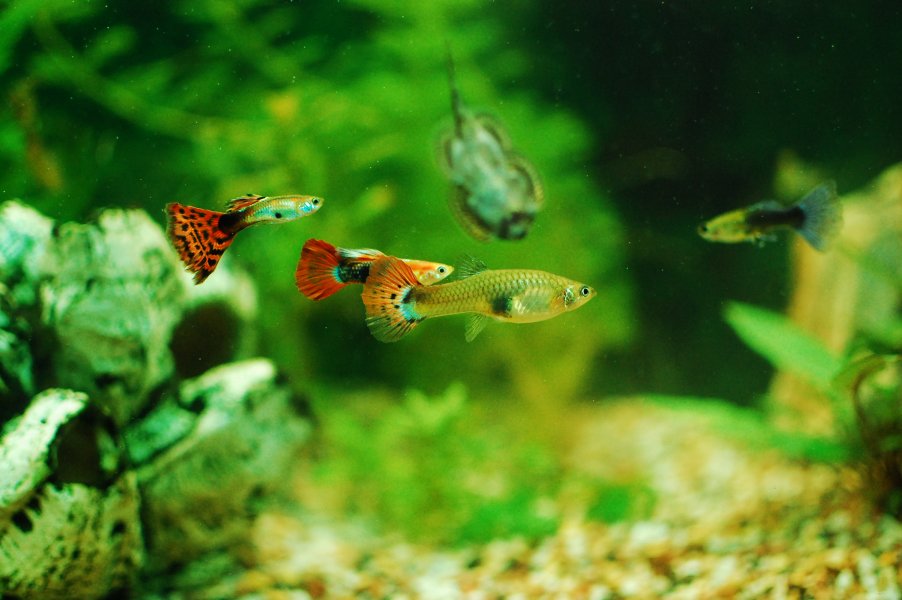 ᐉ 8 популярных хищных аквариумных рыбок: описание и содержание - kcc-zoo.ru