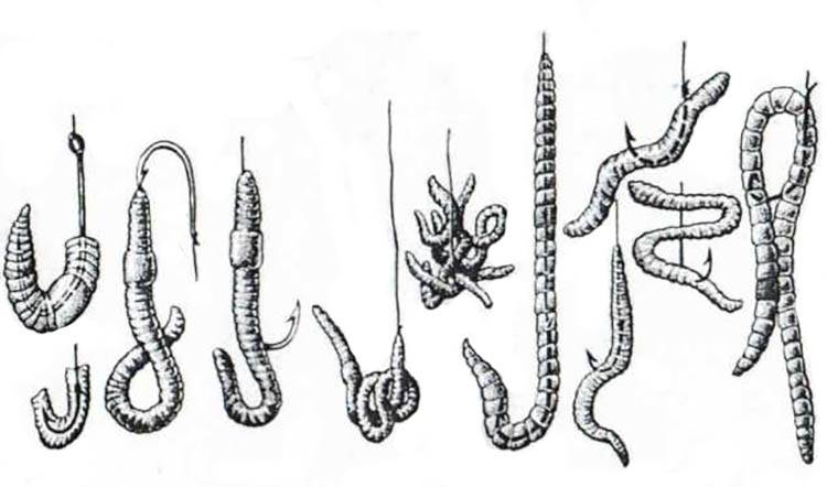 ✅ как правильно насаживать червя на крючок при ловле карася, подготовка червей к рыбалке летом, как очистить для ловли, фото нанизывания - tehnoyug.com