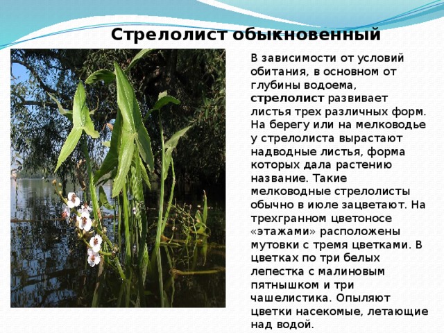 Описание и уход за стрелистом в аквариуме - плантофилия