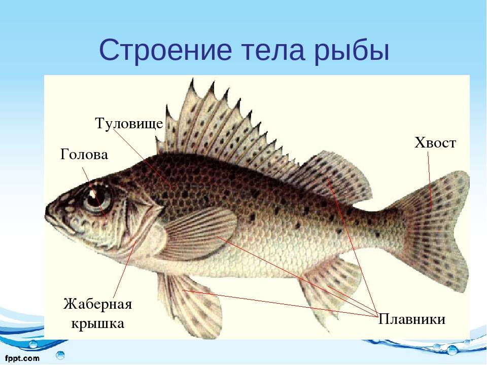 Все ли правильно обозначено на рисунке исправь ошибки если они есть окружающий мир 2 класс