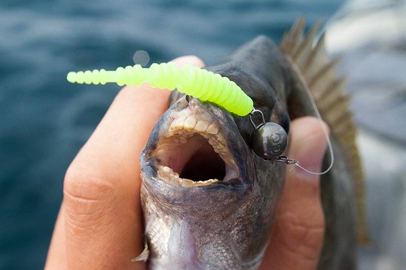 Морской карась: как называется, особенности рыбалки в черном море