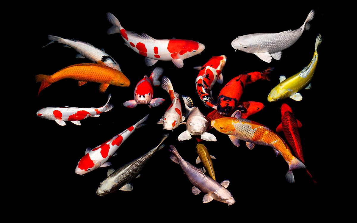 Карпы кои в аквариуме: сколько живут, содержание и разведение, особенности кормления, болезни рыб