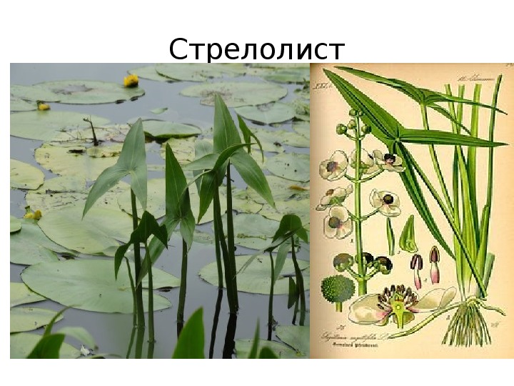 На рисунке изображено растение стрелолист с разными формами листьев