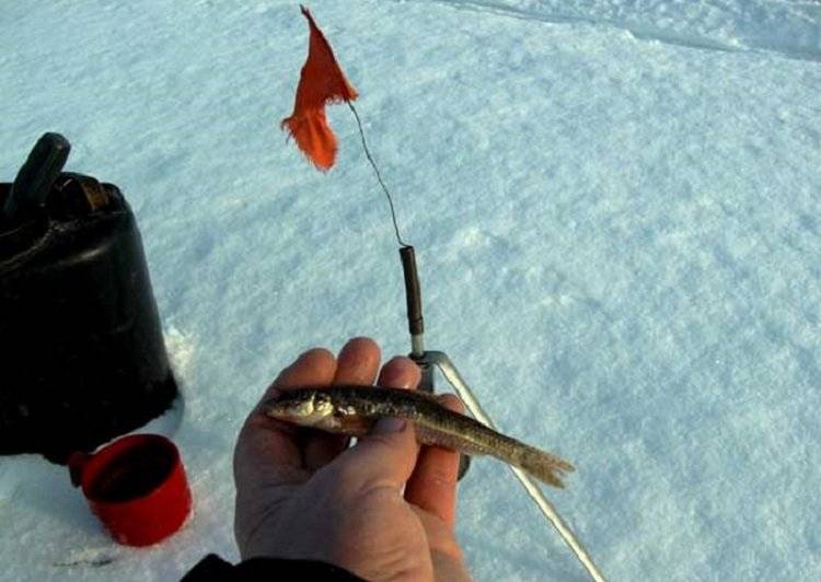 Как ловить голавля? рыбалка на голавля: оснастка