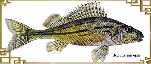 Рыба язь: описание, среда обитание, ловля, правила разведения