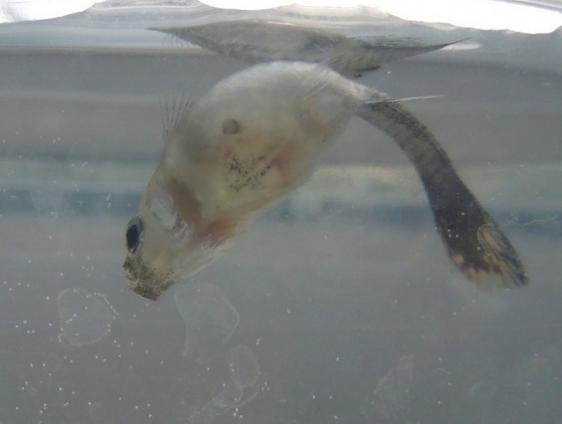 Почему умирают рыбки в аквариуме и что делать: перекормление, кислород, азот, температура воды, агрессивные соседи, период нереста, заболевания