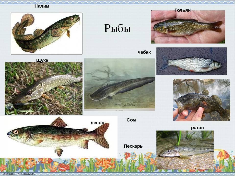 Рыбы обитатели водоемов. Рыбы пресноводных водоемов. Рыбы обитающие в пресных водоемах. Обитатели рек и озер для детей.