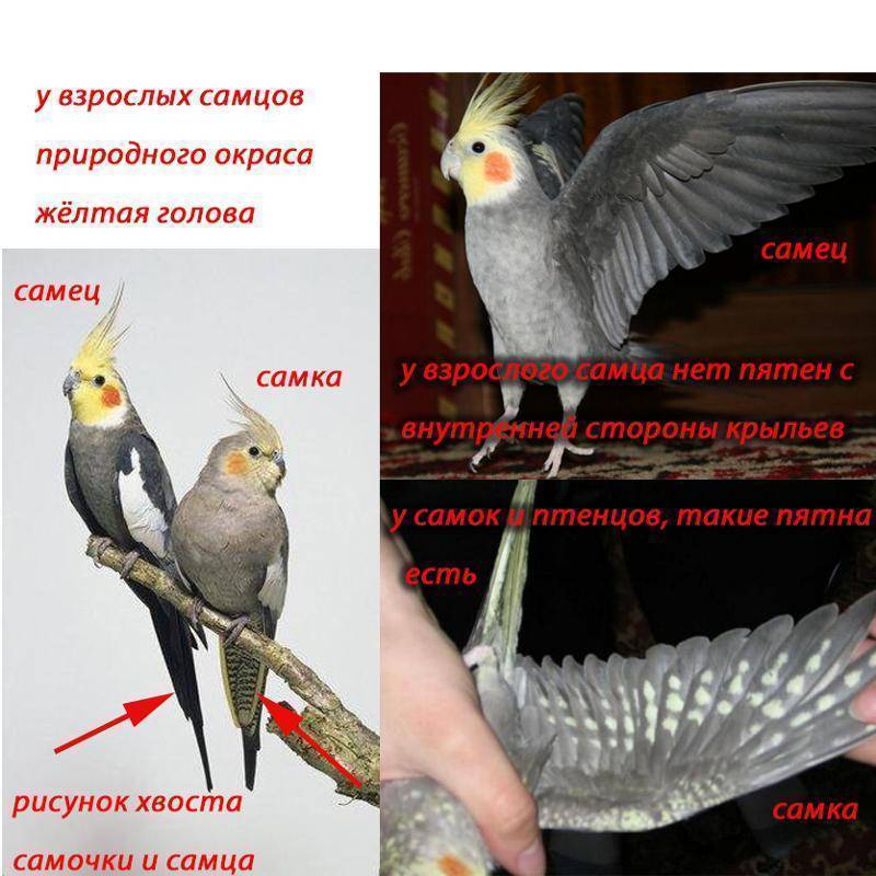 Как ухаживать за попугаем кореллой - wikihow