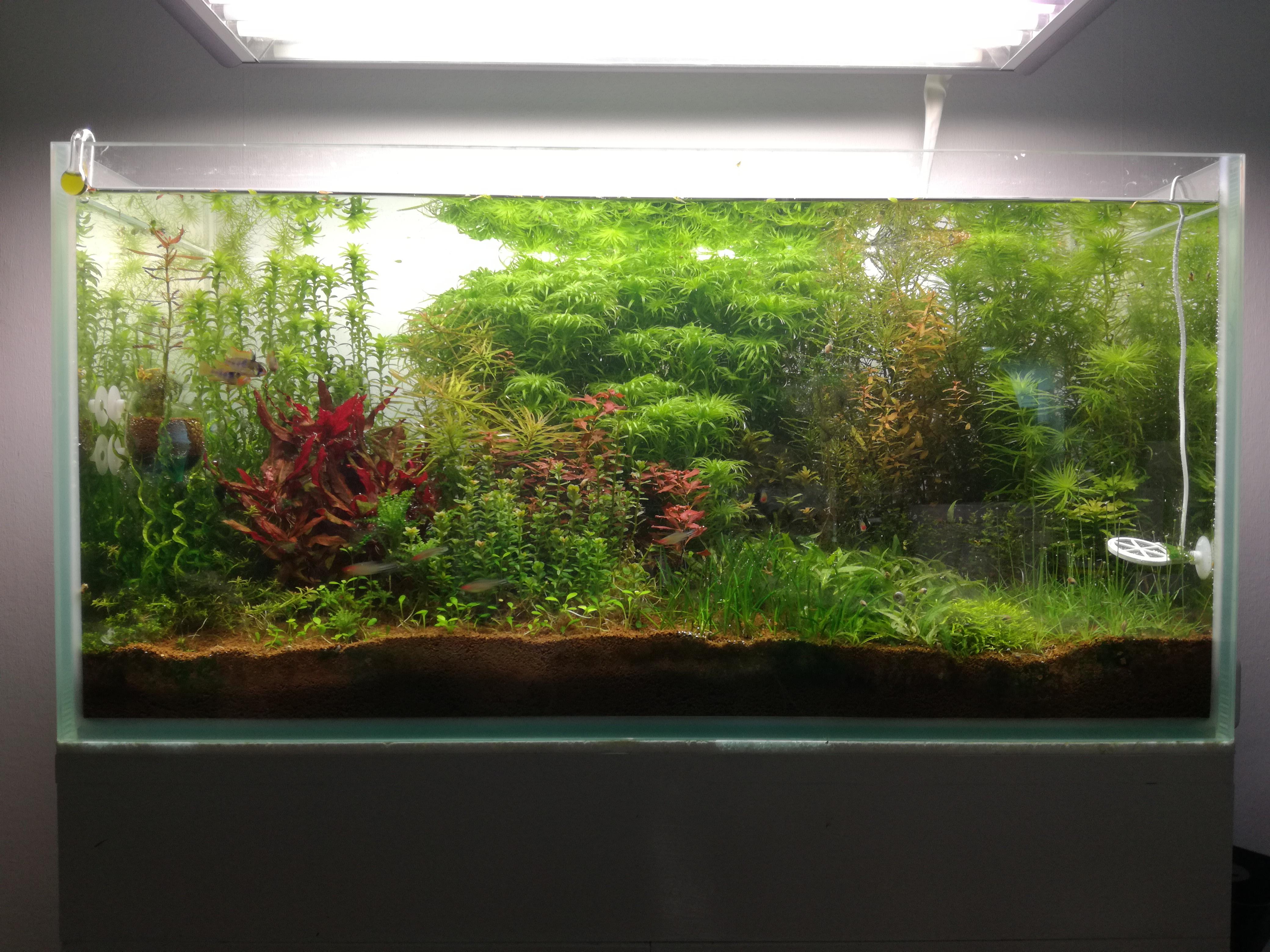 Голландский аквариум в доме — планировка и особенности ухода