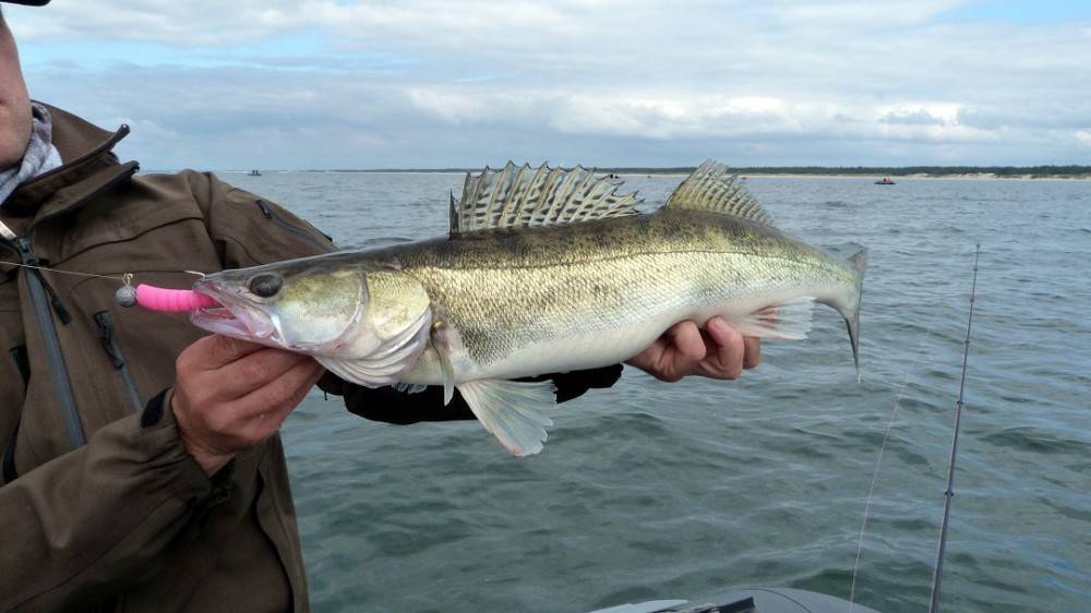 Рыбы финского залива