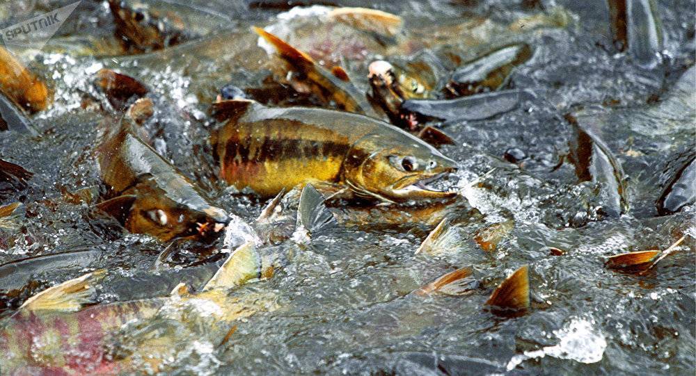 Нерест рыбы. что такое нерест и как он проходит у разных видов рыб