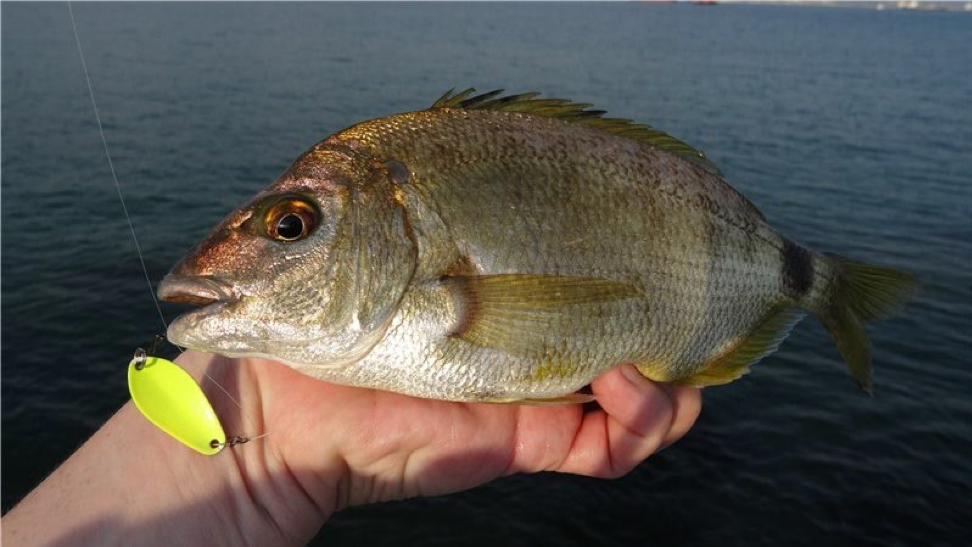 Морской карась — как называется, особенности рыбалки в черном море