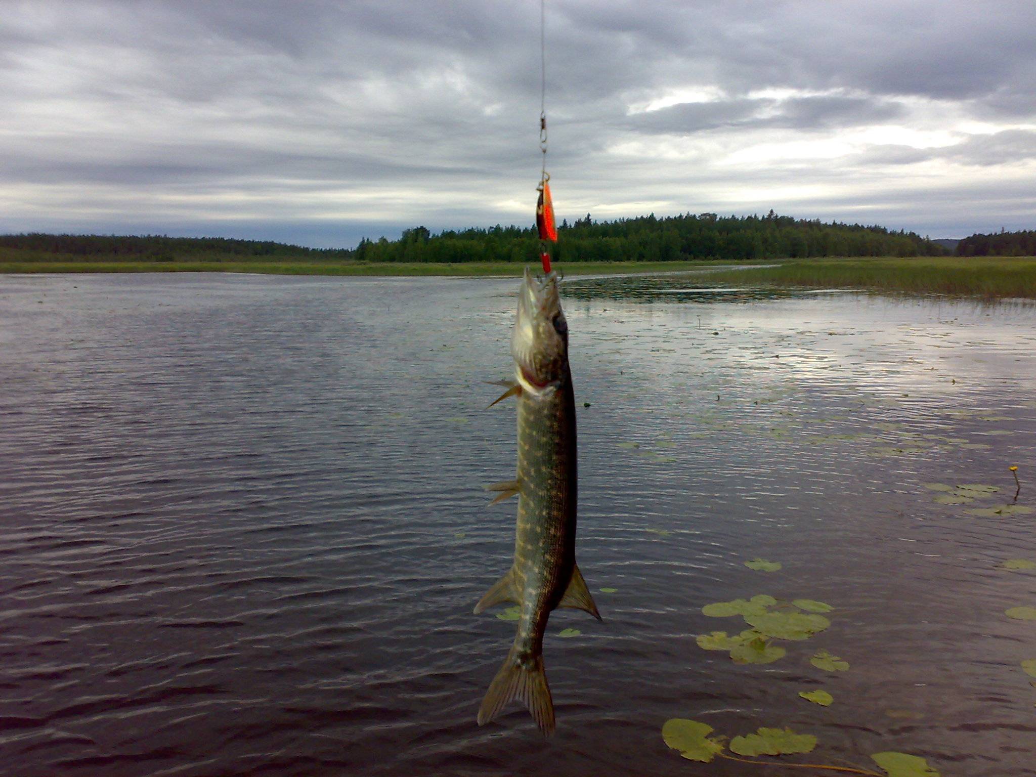 На озерах валдая — статья о рыбалке
