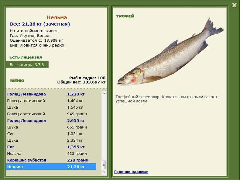 Белорыбица: фото, что это за рыба