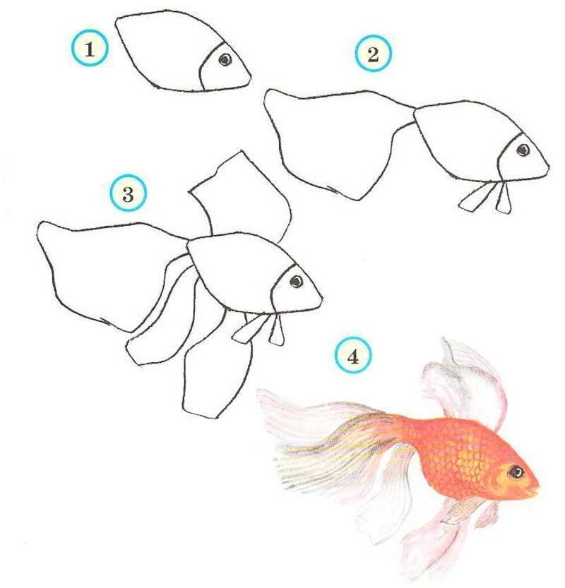 Как нарисовать рыбку карандашом поэтапно для детей – рисуем золотую рыбку легко