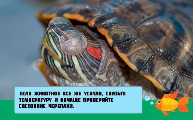 Что делать, если красноухая черепаха не открывает глаза? возможные причины, лечение - твой питомец