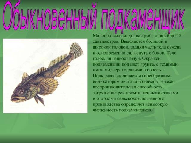 Подкаменщик обыкновенный: описание и фото рыбы, среда обитания, красная книга