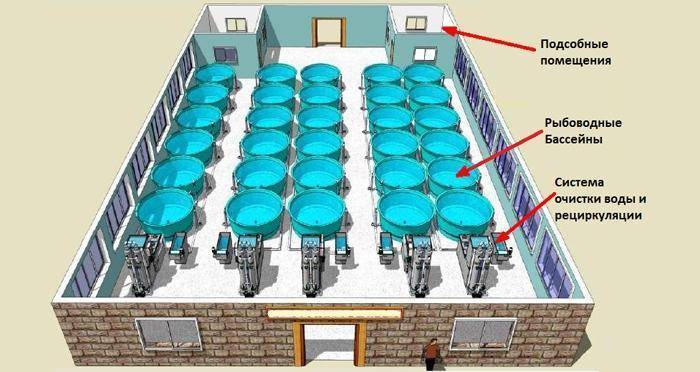 Бизнес план рыбной фермы