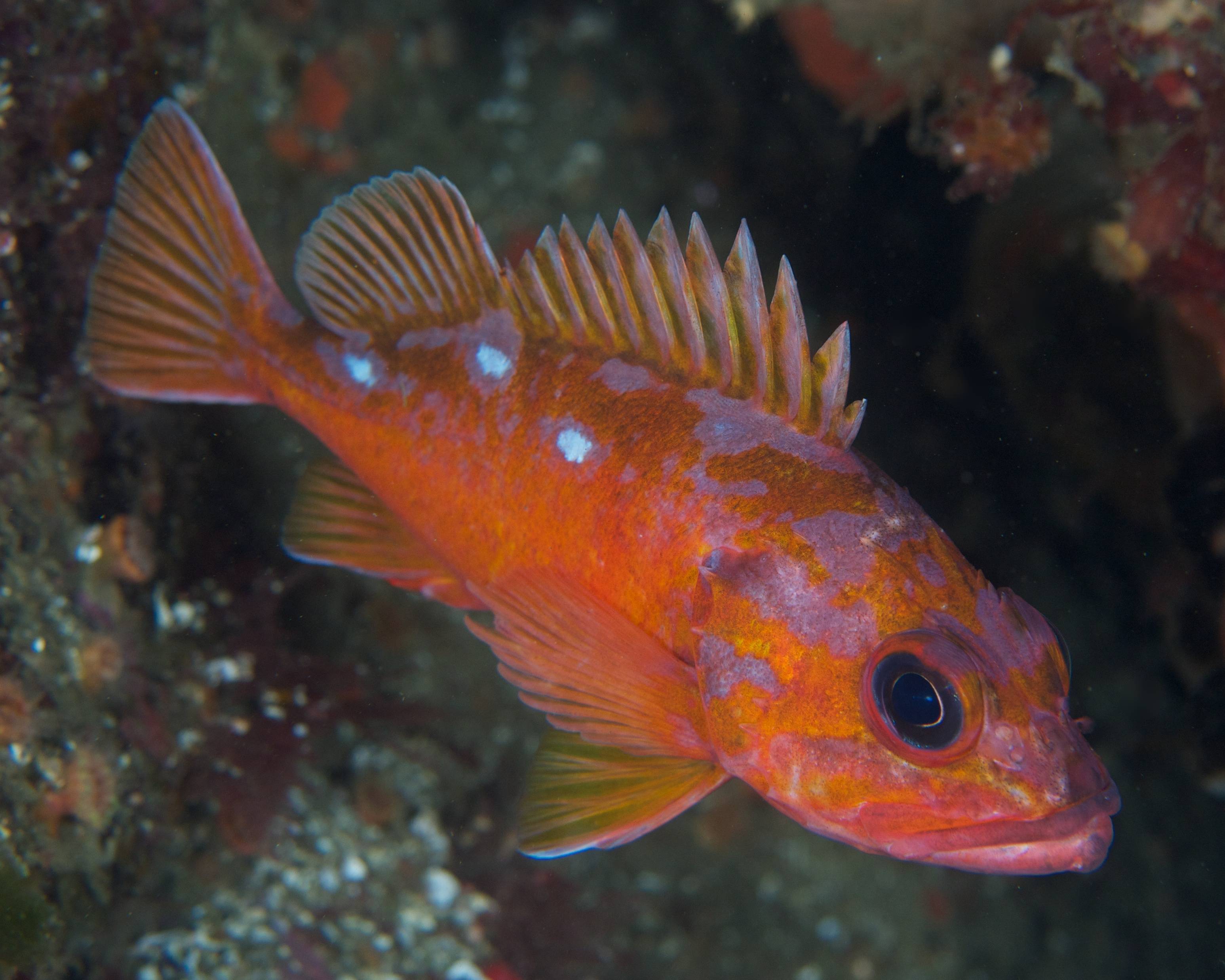 Морской окунь фото. Окунь морской клювач. Морской окунь Sebastes Marinus. Тихоокеанский клювач. Окунь Тихоокеанский (Тихоокеанский клювач)-Sebastes Alutus.