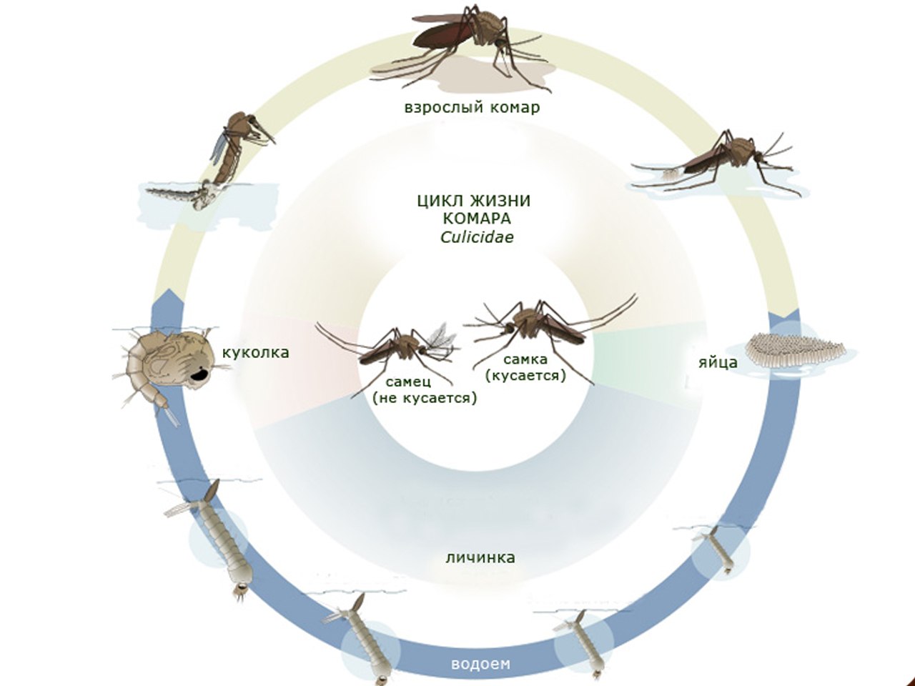 Чем питается комар: меню надоедливого насекомого