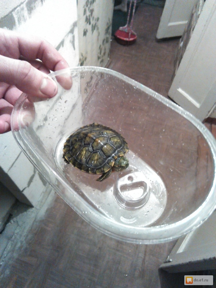 Как содержать и ухаживать за красноухой черепахой в домашних условиях?