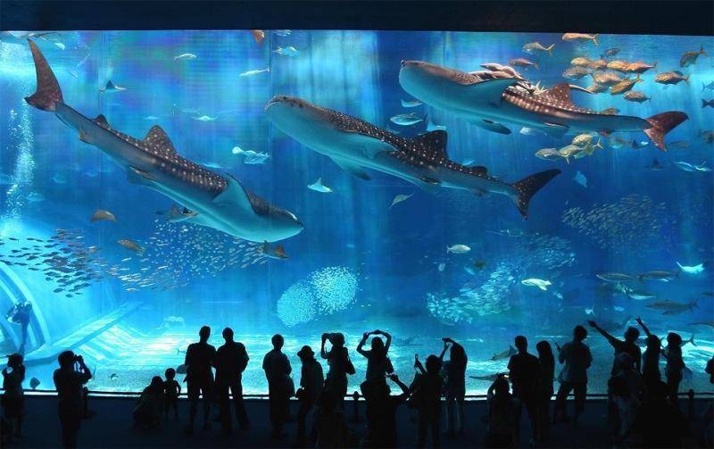Самые большие океанариумы в мире — топ 10