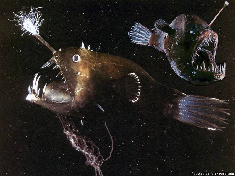 Рыба-фонарь или морской черт: описание и характеристика