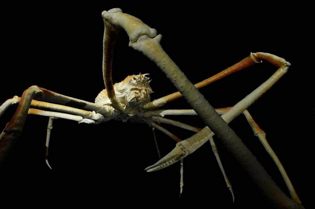 Японский краб-паук или гигантский краб (лат. macrocheira kaempferi)