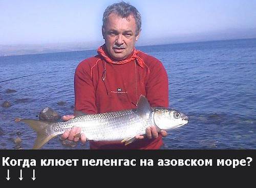Рыбалка на азовском море-какая рыба ловится на азовском море
