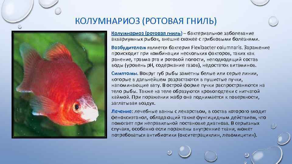 Основные болезни аквариумных рыб и их лечение