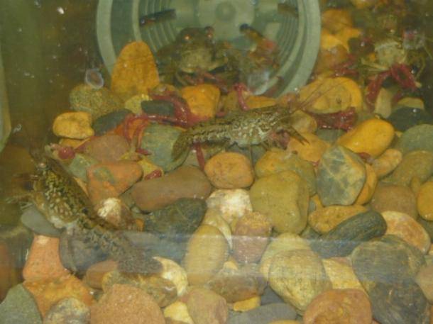 Раки в аквариуме: разновидности, содержание, декоративные аквариумные раки с рыбками (совместимость), сколько живут, уход