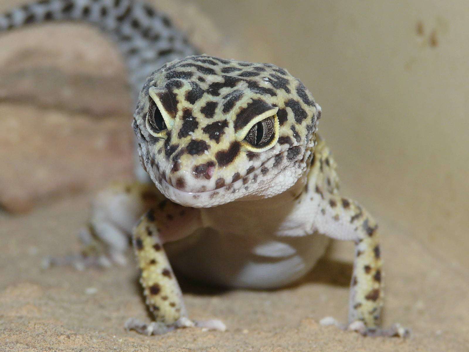 Леопардовый геккон: основные разновидности, содержание в домашних условиях, кормление и размножение