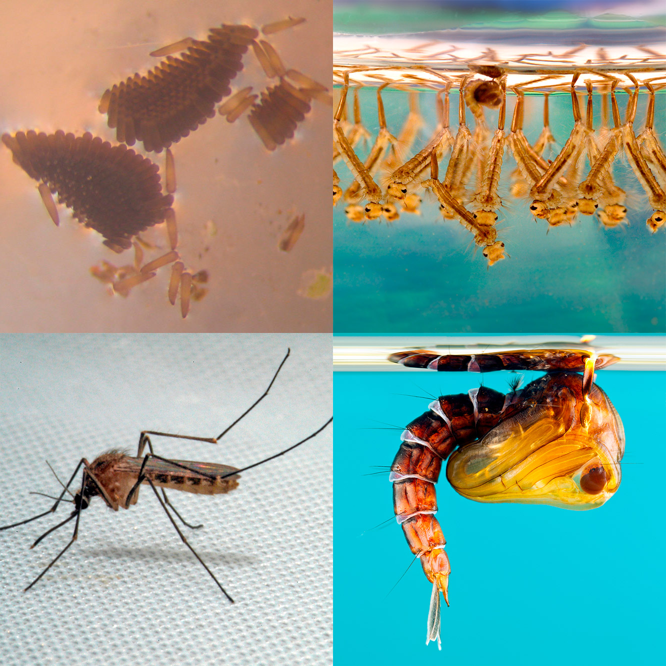 Личинка комара: среда обитания, развитие, чем питается, фото