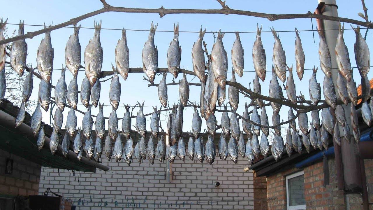 Хранение сушеной рыбы