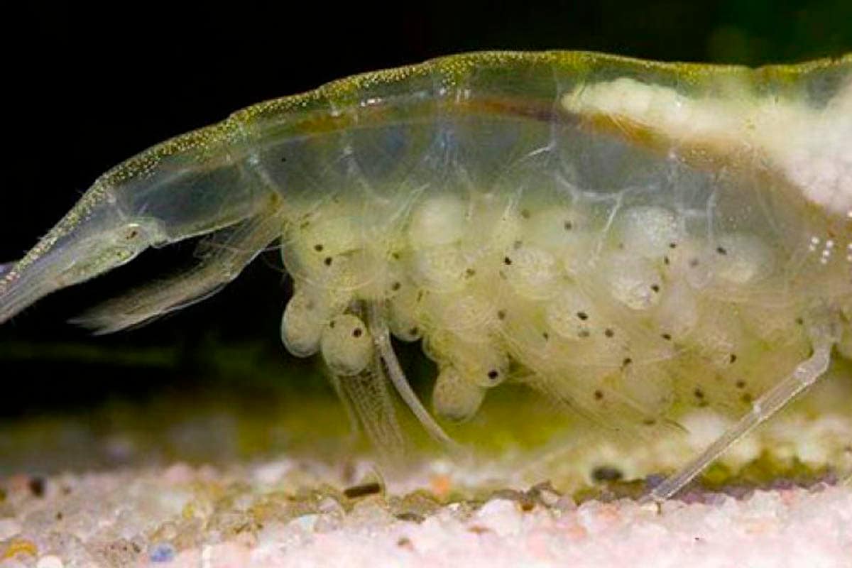 Аквариумные креветки: содержание и уход, виды и разведение, совместимость с рыбками, сколько живут