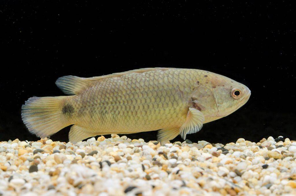 Анабас или рыба-ползун (лат. Anabas testudineus)