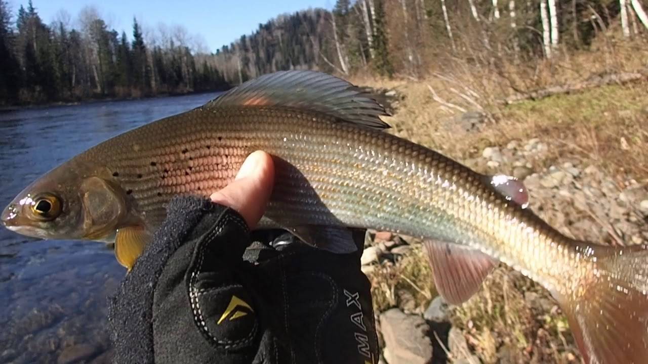 Рыбалка на леня