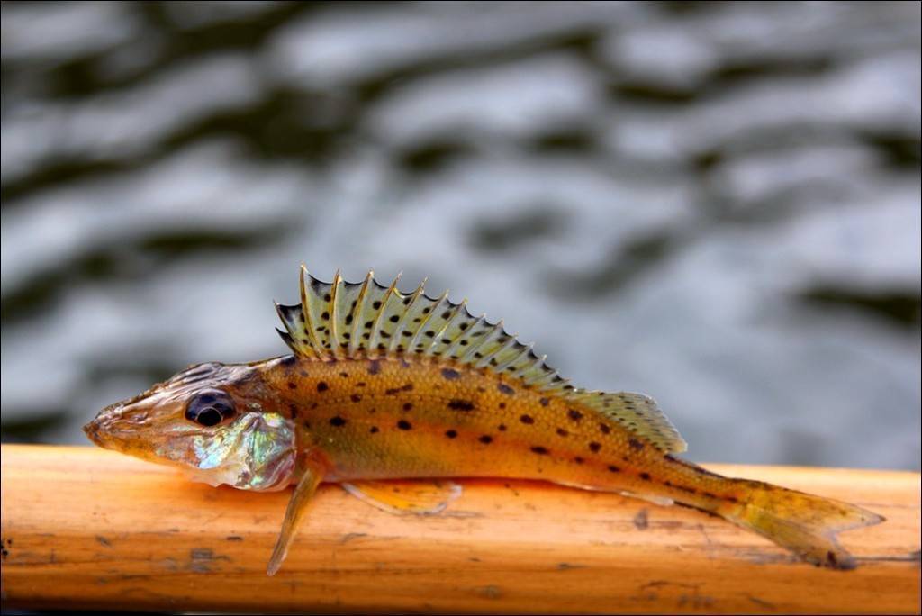 Ерш носарь, Ерш Донской Gymnocephalus acerinus