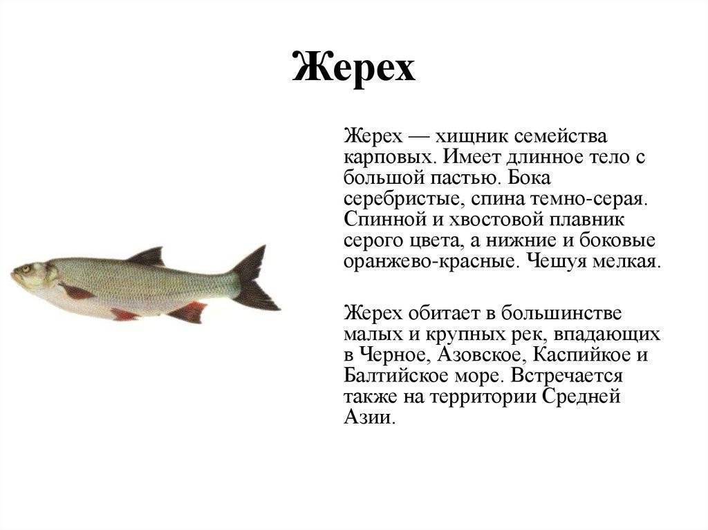 Рыба жерех - описание, распространение, нерест, рыбалка