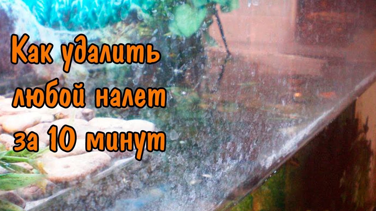 Налёт на стенках в аквариуме (зелёный, коричневый, белый, чёрный, известковый): почему появляется, как очистить