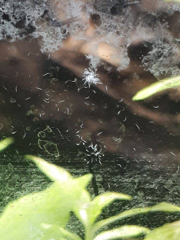 ᐉ нематоды или маленькие белые червячки в аквариуме: откуда появляются паразиты, как избавиться и опасны ли они для человека - kcc-zoo.ru