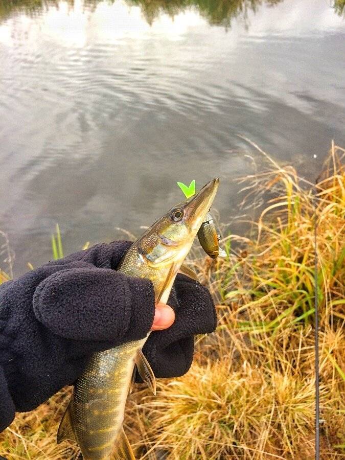 Ловим щуку на спиннинг на реке. Рыбалка на щуку. Щука осенью. Осенняя рыбалка. Осенняя рыбалка на щуку на спиннинг.